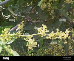 Image result for Searsia leptodictya