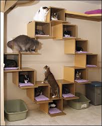 This Room Has Cubbies And Cubes And A Walk Way All Around The Room Prateleiras Para Gatos Moveis Para Gatos Caixas Para Gatos