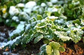 jardinage en janvier travaux et conseils