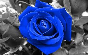 Image result for karangan bunga mawar biru