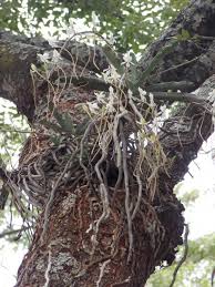 Image result for Aerangis verdickii