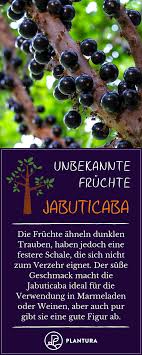 Unbekannte Fruchte Jabuticaba Die Jabuticaba Wird Auch Brasilianischer Traubenbaum Genannt Sie Wachst Am Stamm Ba Fruchte Exotische Fruchte Beerenstraucher