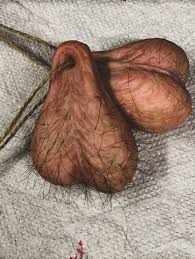 魅力の金玉 男性を惹きつける アダルトの極致