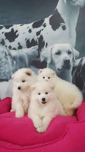 Kardan Beyaz Samoyed Yavrulari Yuvalarini Bekliyor 583 Samoyed Kar