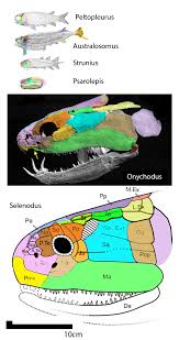 Image result for Osyridicarpos