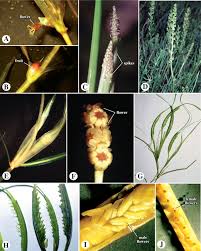 Image result for Digitaria gymnostachys