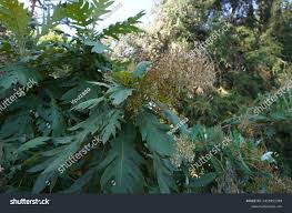 Image result for Bocconia arborea