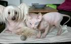 Available Sphynx Kittens For Sale & Cats For Adoption