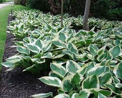 Maybe you would like to learn more about one of these? Hosta Medium Cultivars Gardensonline