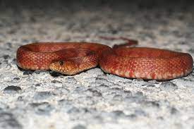 The mangrove salt marsh snake is variable in color and pattern and can be gray, brown, olive green, or tan with faint darker banding. Species Profile The Mangrove Salt Marsh Snake Field Ventures