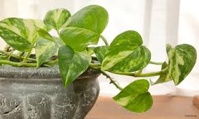 ポトスの育て方 どんな観葉植物 剪定や植え替えは必要 Horti ホルティ By Greensnap