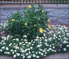 We did not find results for: Flowering Annuals Characteristics And Culture Mu Extension