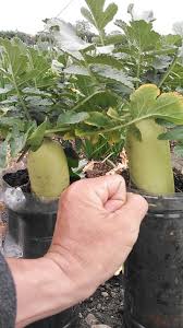 ビデスコや - FC2