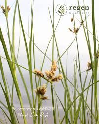 Image result for Bolboschoenus