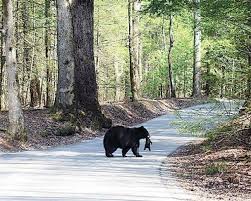 Though advanced reservations are not required, spots can be reserved in advance. The Best Smoky Mountain Camping Spots In The Smokies