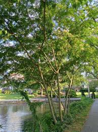 Image result for Albizia tanganyicensis