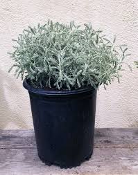 Image result for Santolina chamaecyparissus