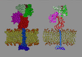 Image result for Major Histocompatibility Complex