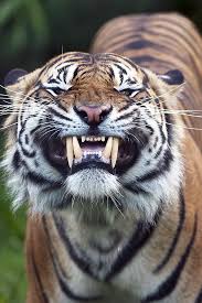 Smile Of A Well Flossed Tiger Tiger Photography Animals Cute Animals