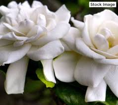 Shop for homeware online at next.co.uk. Pin On Plants