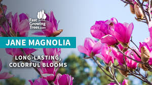 When to plant jane magnolia in zone 4? Jane Magnolia Pink Blooms In Spring Summer Youtube