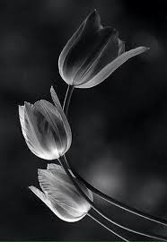 Black And White Photos Of Flowers Black Swan Black And White Flowers Black And White Photographs White Photography