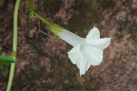 Image result for Ipomoea coptica