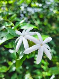 Image result for Jasminum multipartitum