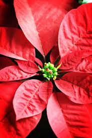The Meaning Of Christmas Told Through A Mexican Folktale Legend Of The Poinsettia Meaning Of Christmas Language Arts Elementary