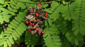 Image result for Abrus melanospermus