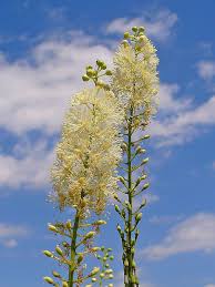 Image result for Bambekea racemosa