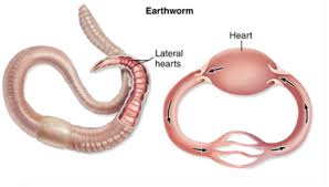 Animals with Closed Circulatory Systems - Video & Lesson ...
