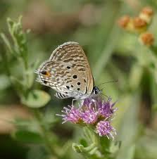 Image result for Litogyne gariepina