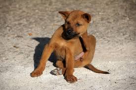 Why Is My Dog Scratching He Hasn T Got Fleas Vet Help Direct