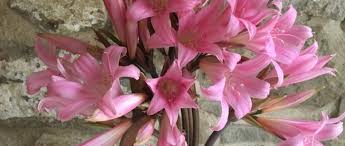 We did not find results for: Welcome Cornish Blooms