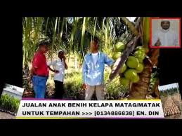 Menyiapkan benih kelapa pandan wangi. Jualan Anak Benih Kelapa Matag Matak Lakukan Tempahan Sekarang Youtube