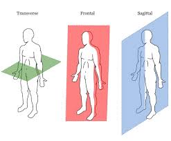 Found On Bing From Goldsgymwebsterny Wordpress Com Medical Terminology Flash Cards Medical Anatomy Medical Terminology