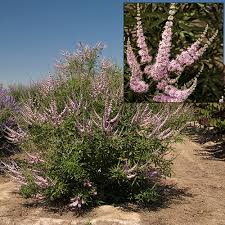 Image result for Vitex franceseana