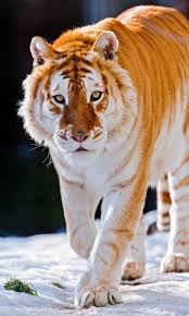 Maltese tiger (kemono friends) 36. Golden Tiger Wallpapers Top Free Golden Tiger Backgrounds Wallpaperaccess
