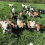 Nigerian Dwarf goats for sale Indiana from www.livestockmarket.com