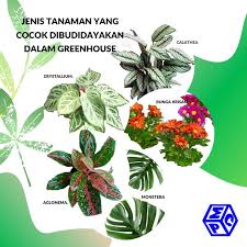 Ketika kita mendengar nama bunga ini, kita mungkin akan merasa aneh dengan namanya. Tanaman Hias Yang Cocok Dibudidayakan Dalam Greenhouse Apa Saja