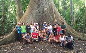 One of the dinizia excelsa or angelim vermelho trees, which can grow over 80 meters. Jari Giants A Recent Expedition Discovered A Giant 8 Flickr