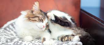Typically if your cat's an indoor cat, they're not going to get fleas, dr to check for an infestation, you can also use a flea comb and brush your cat to see if any fleas jump out. The Best Flea Combs For Cats Review In 2021 Pet Side
