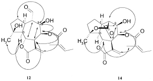 Image result for Blainvillea gayana