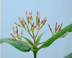 Image result for Ixora longipedunculata
