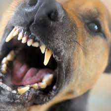 □ hier kann der mieter schreiben, wann er einziehen möchte, denn der. Irland Hund Greift Baby Im Schlafzimmer An Und Totet Es Stern De