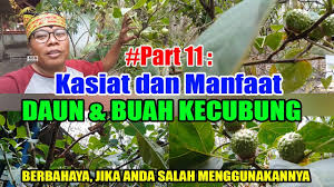 Check spelling or type a new query. Part11 Kasiat Dan Manfaat Daun Buah Kecubung Youtube