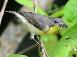 Black Bird With Orange Belly Golden Bellied Gerygone Gerygone Sulphurea By Naturelly Animals Belly Species