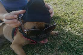 From nose to tail, we're here to take the absolute best care of your pet. Los Angeles Veterinary Center Boyle Heights Los Angeles Veterinarian