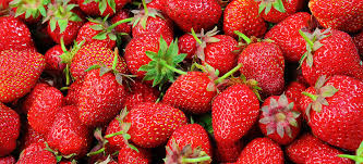 The fruit makes excellent jelly (the best i've ever had!) and a great wine. Fruit Trees For Sale Buy Fruit Landscaping Trees Willis Orchards